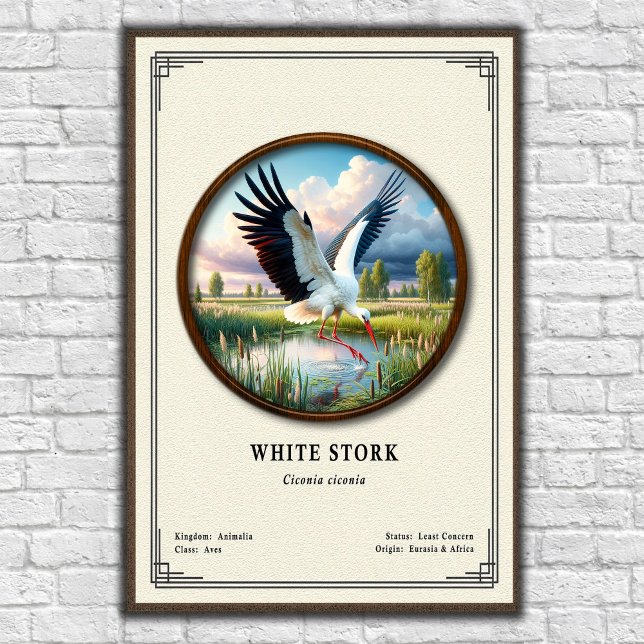 Weiße Storch Zoologie Serie Poster (Von Creator hochgeladen)