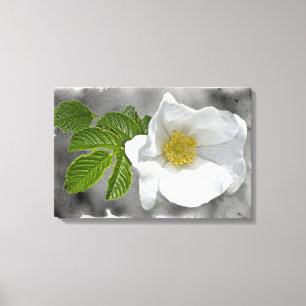 Weiße Strandrose Wildblume Leinwanddruck