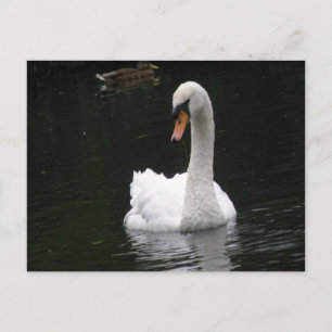 Weiße Swan-Postkarte Postkarte