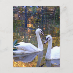 Weiße Swans Postkarte