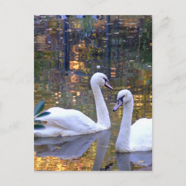 Weiße Swans Postkarte (Vorderseite)