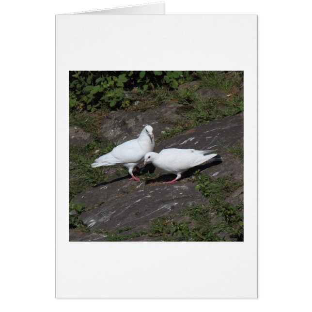 Weiße Tauben (Vorne)