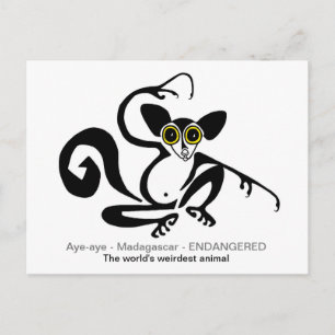 Weiße Tierwelt - AYE-AYE - Lemur- Primat Postkarte