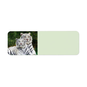 Weiße Tiger