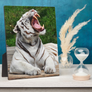 Weiße Tiger, Bengal-Tiger Fotoplakette Fotoplatte