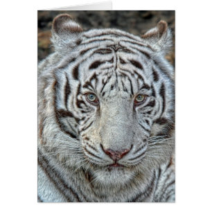 Weiße Tiger-Ohren unterstützen nahe hohe Karte
