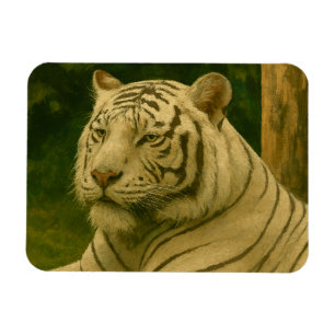 Weiße Tiger-Ruhen im Wald-Schatten Magnet
