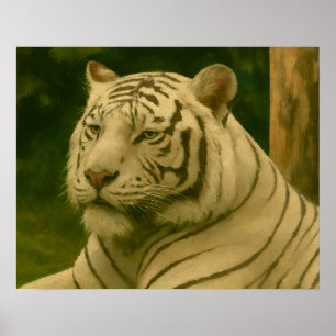 Weiße Tiger-Ruhen im Wald-Schatten Poster