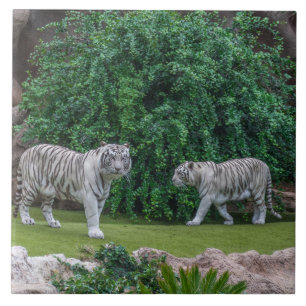 Weiße Tiger sehen Keramik Fliese