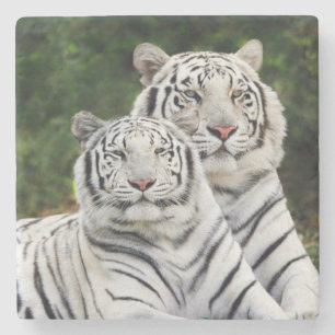 Weiße Tiger Steinuntersetzer