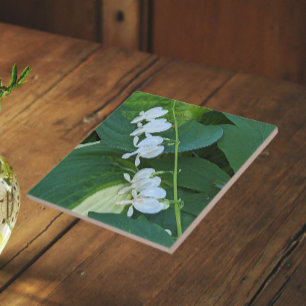 Weiße Tränenherz Blumengestaltung Fliese