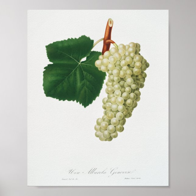 Weiße Traube (Vitis vinifera genuensis)  Poster (Vorne)