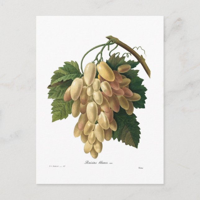 Weiße Trauben Postkarte (Vorderseite)