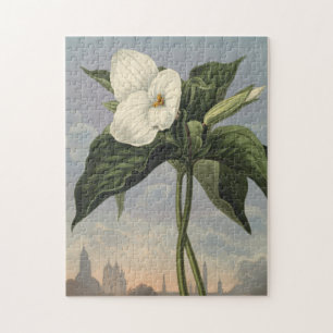 Weiße Trillium-Blüte im Stil des Temple of Flora Puzzle