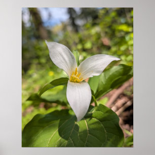 Weiße Trillium-Waldblume Makro Poster