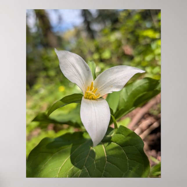 Weiße Trillium-Waldblume Makro Poster (Vorne)