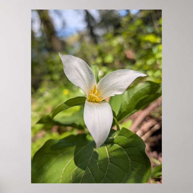 Weiße Trillium-Waldblume Makro Poster (Vorne)