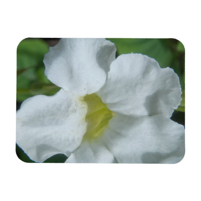 Weiße tropische Blume auf Fidschi Magnet (Horizontal)