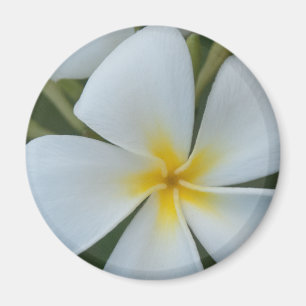 Weiße tropische Blume aus Fidschi Magnet