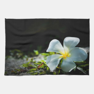 Weiße tropische Blume (Frangipani) nah Geschirrtuch