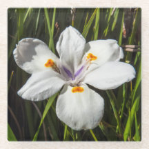 Weiße tropische Blume