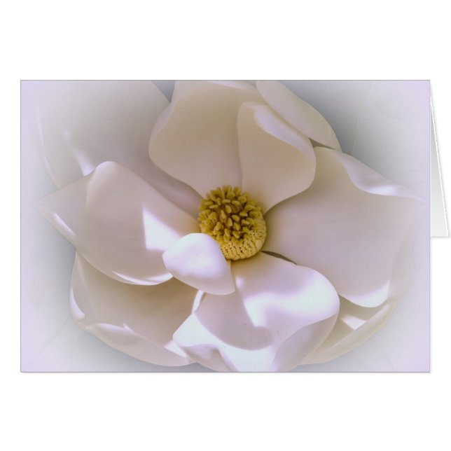 Weiße tropische Magnolia-Blume (Vorderseite (Horizontal))