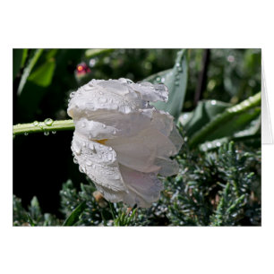 Weiße Tulip