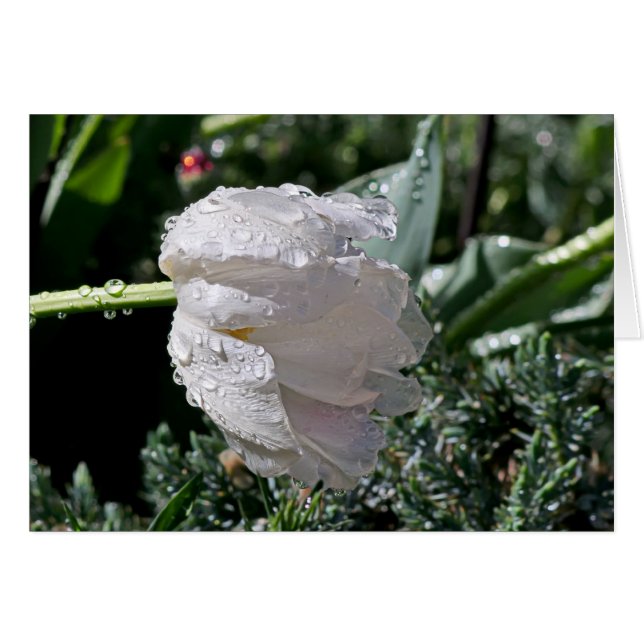 Weiße Tulip (Vorderseite (Horizontal))