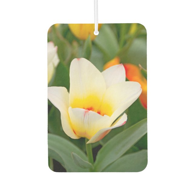 Weiße Tulip Autolufterfrischer (Vorderseite)
