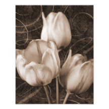 Weiße Tulip Blume Sepia Schwarzer Hintergrund Blüt
