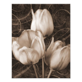 Weiße Tulip Blume Sepia Schwarzer Hintergrund Blüt Fotodruck