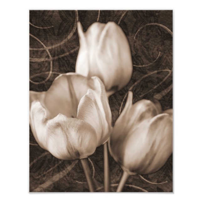 Weiße Tulip Blume Sepia Schwarzer Hintergrund Blüt Fotodruck (Vorne)