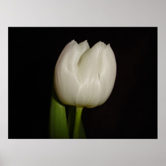 Weiße Tulip-Familie:Liliaceae, Arten:Lilliopsida Poster