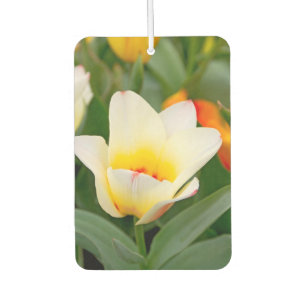 Weiße Tulpe Autolufterfrischer