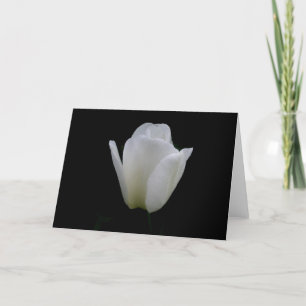 Weiße Tulpe Karte