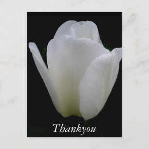 Weiße Tulpe Postkarte