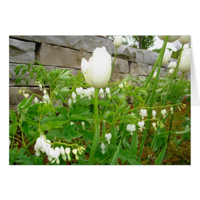 Weiße Tulpen (Vorderseite (Horizontal))