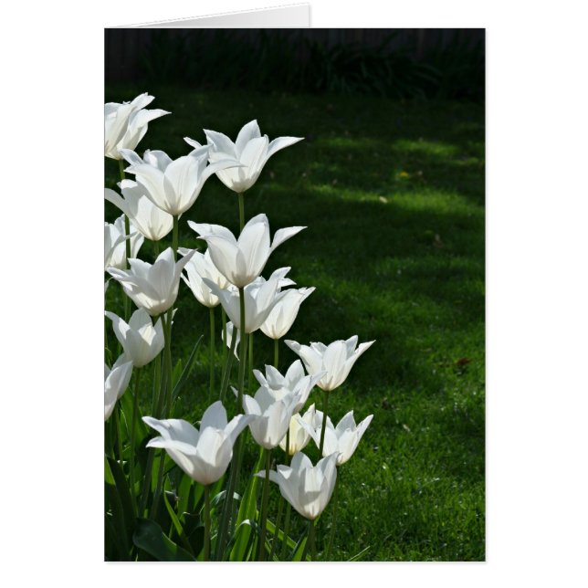 Weiße Tulpen (Vorne)