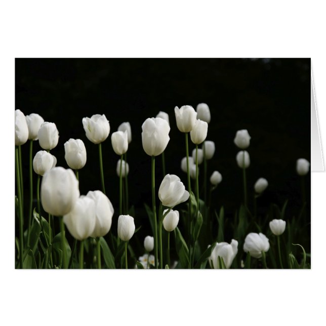 Weiße Tulpen (Vorderseite (Horizontal))