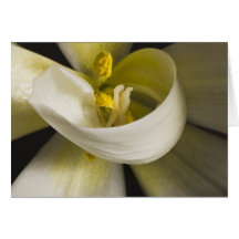 Weiße Tulpen-Curl-Karte - Innen leer