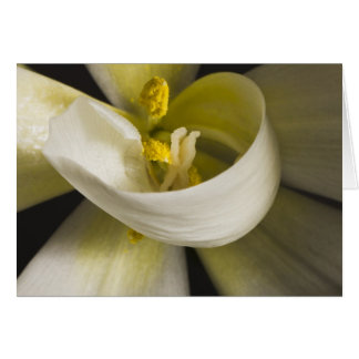 Weiße Tulpen-Curl-Karte - Innen leer