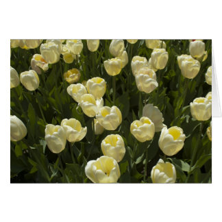 Weiße Tulpen im Boston Gardens