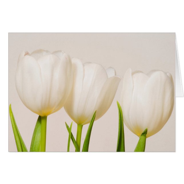 Weiße Tulpen mit weißem Hintergrund, (Vorderseite (Horizontal))