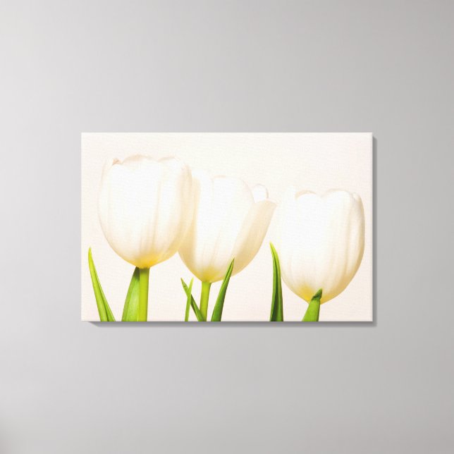 Weiße Tulpen mit weißem Hintergrund, Leinwanddruck (Vorderseite)