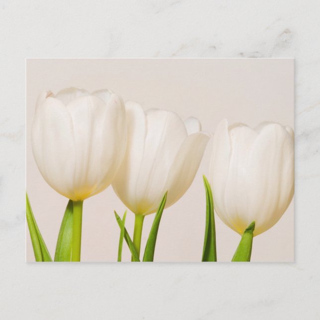 Weiße Tulpen mit weißem Hintergrund, Postkarte (Vorderseite)