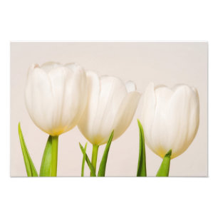 Weiße Tulpen vor weißem Hintergrund, Fotodruck