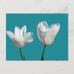 weiße Tulpenblüten auf aquablauem Hintergrund Postkarte