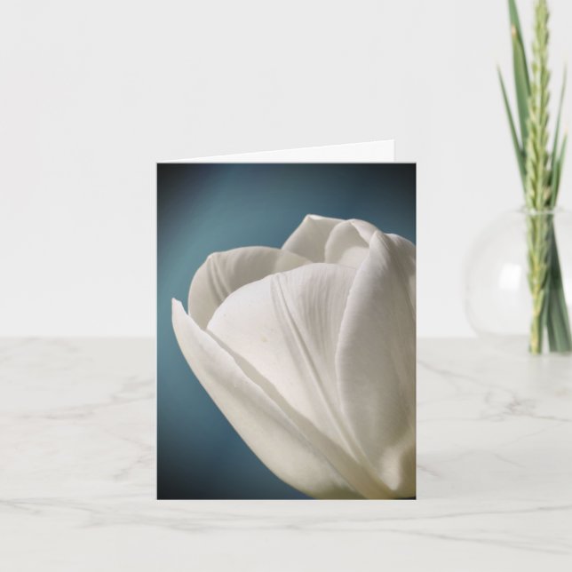 Weiße Tulpenblütenfotografie (Vorderseite)