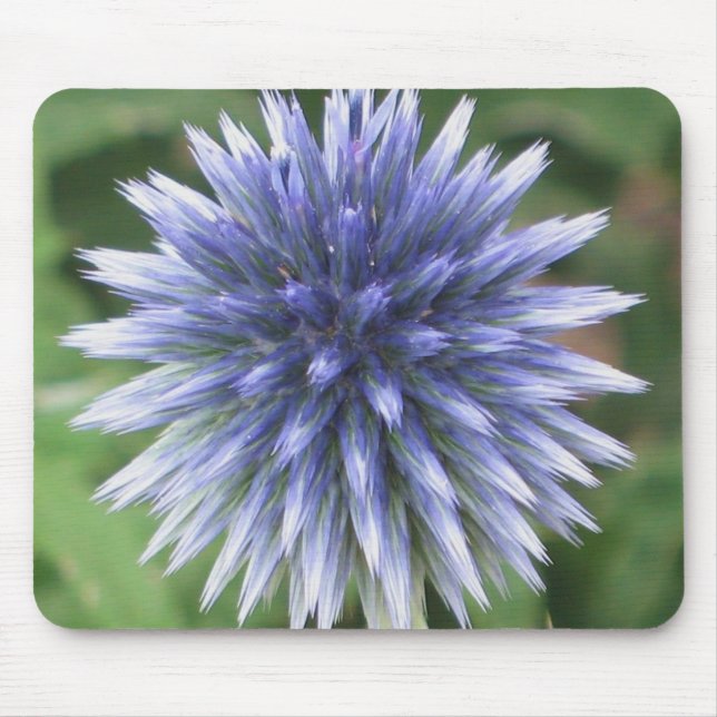 Weiße und blaue Kugel-Distel Mousepad (Vorne)