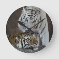 Weiße und braune Tiger
